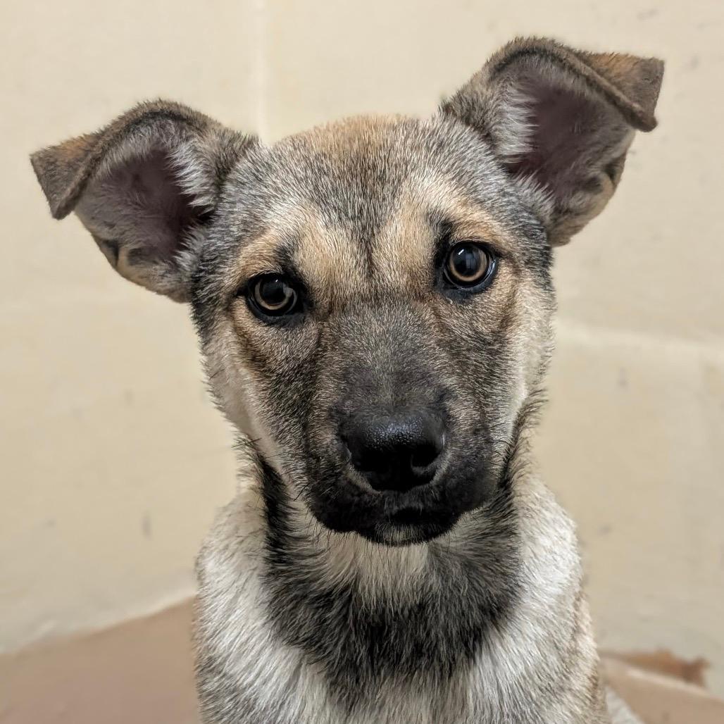 Maya (puppy) - ECAS