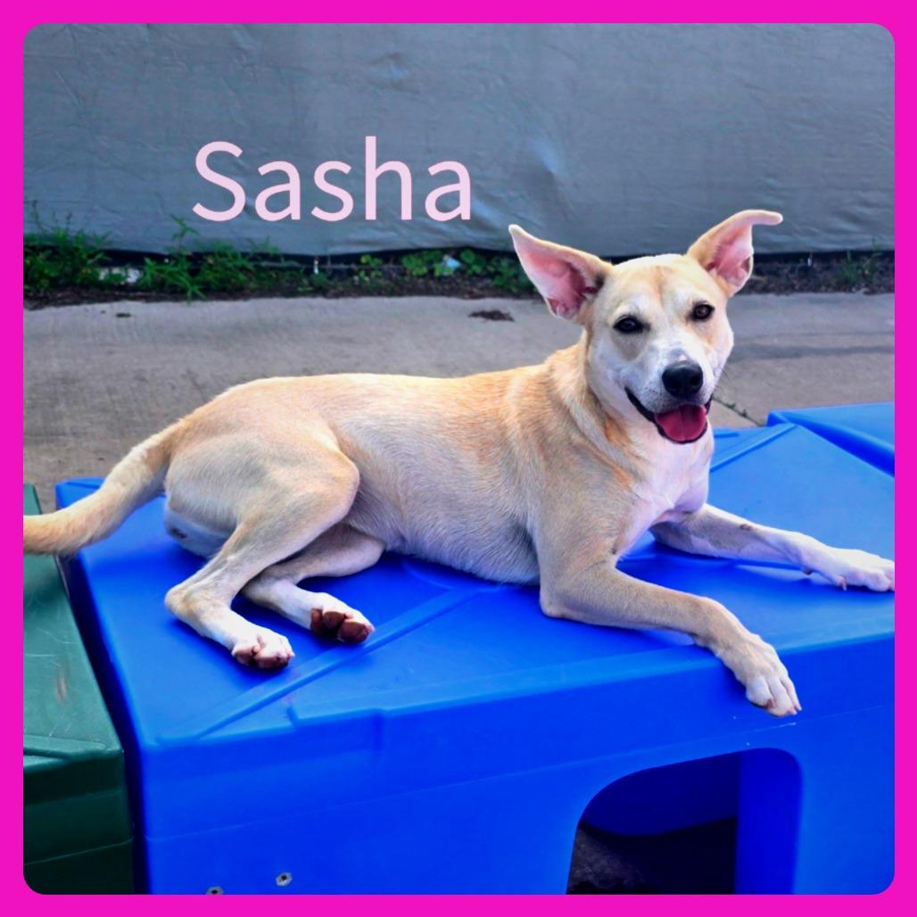 Sasha