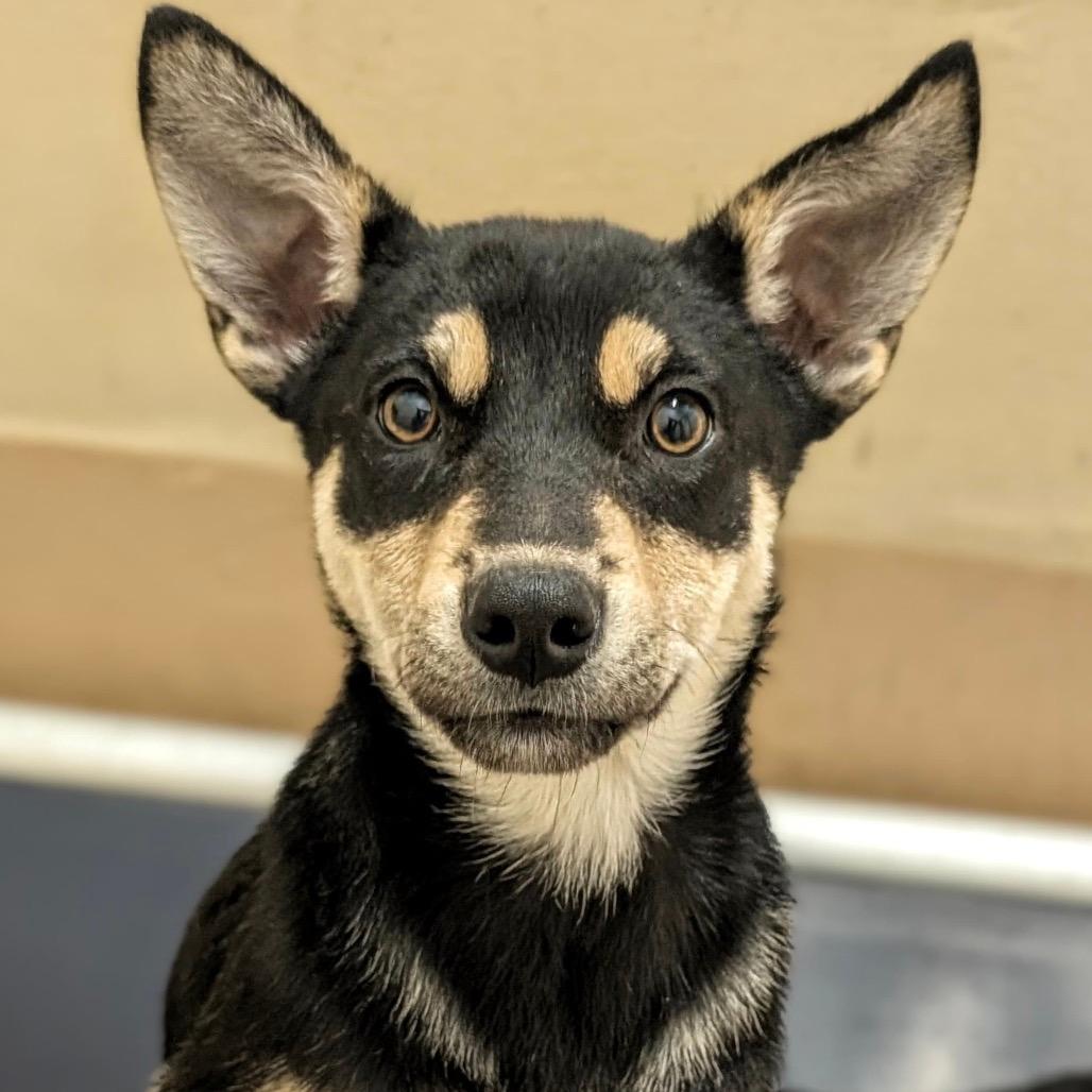 Bailey (puppy) - ECAS