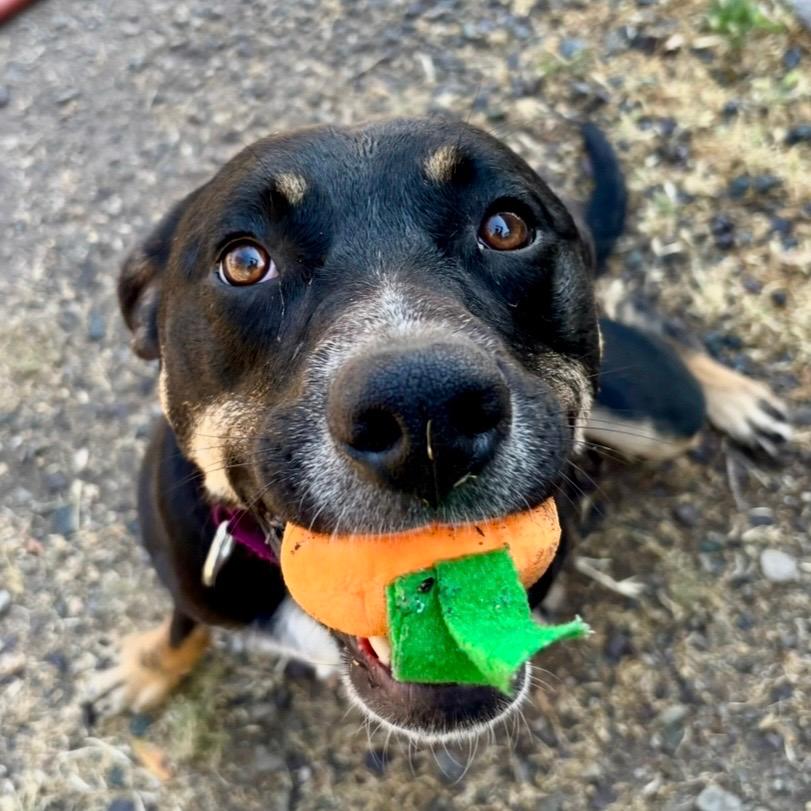 Xena