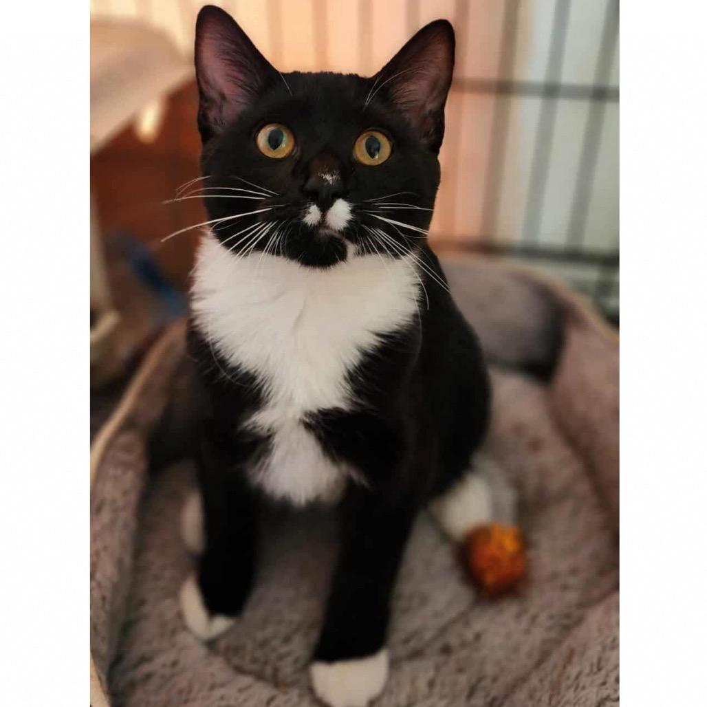 Frank (Bonded with Chip)