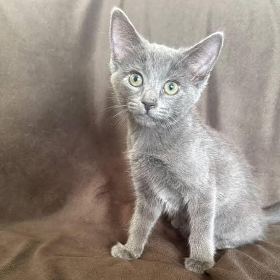 Russian Blue Cats for Adoption: Find Your Perfect Feline Friend Today