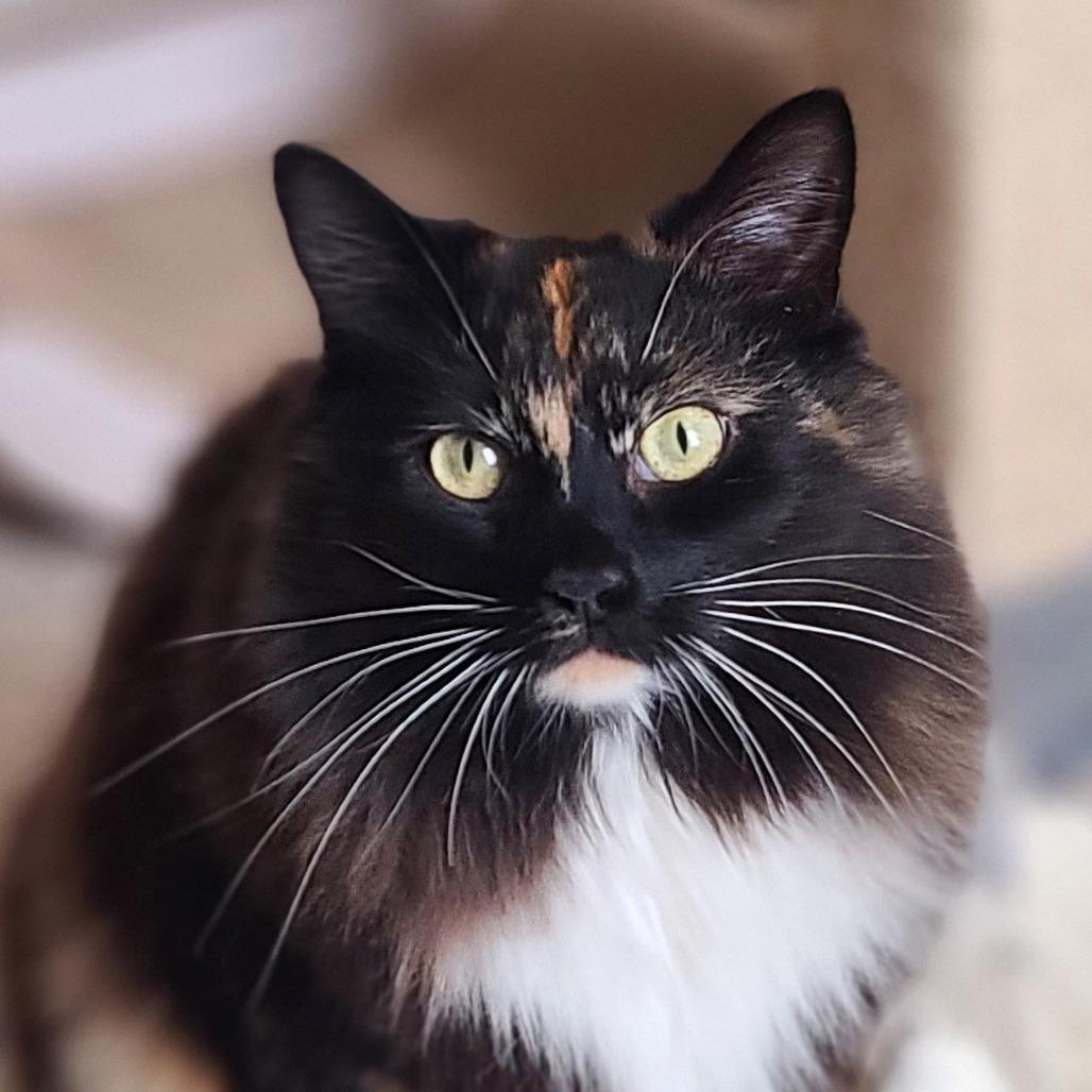 Mochi
