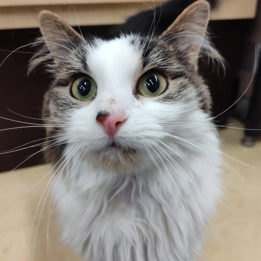 Hildi (Kirby Kat)