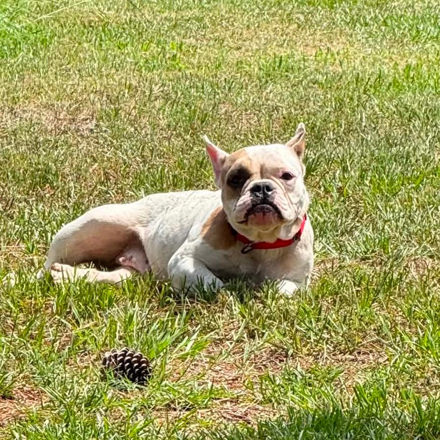 Miss Priss