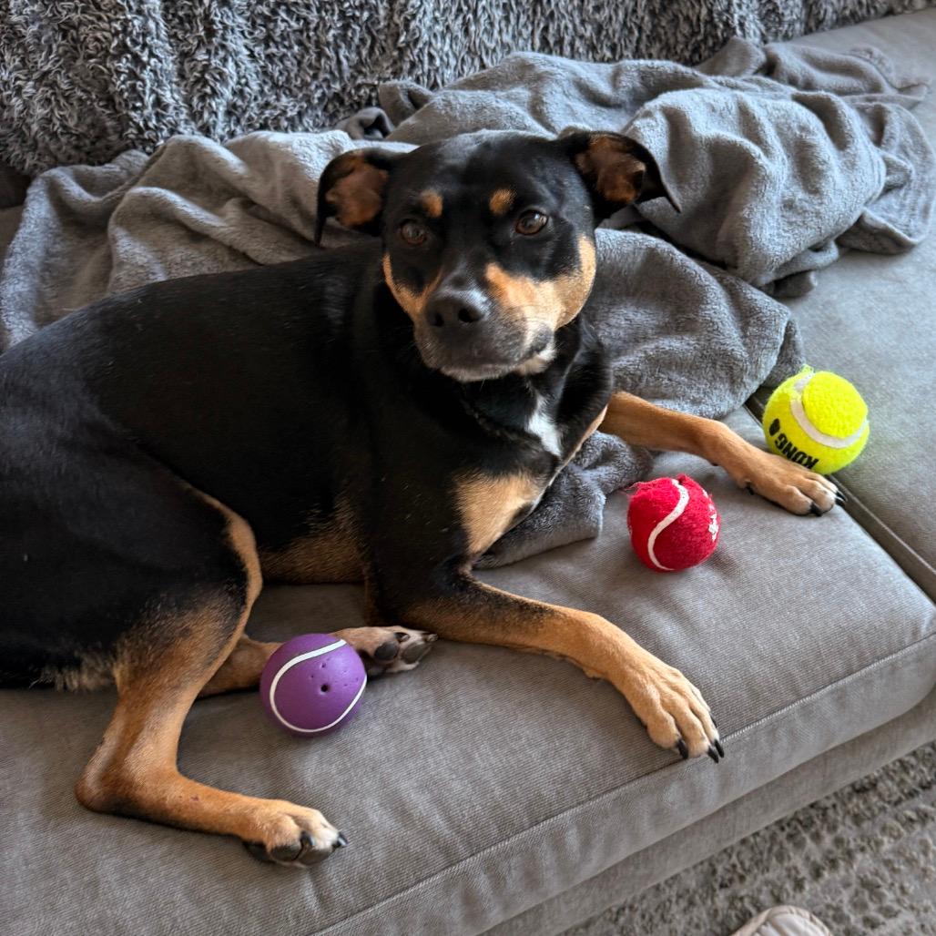 Zola  - In Foster (Adoption Fee SPONSORED!)