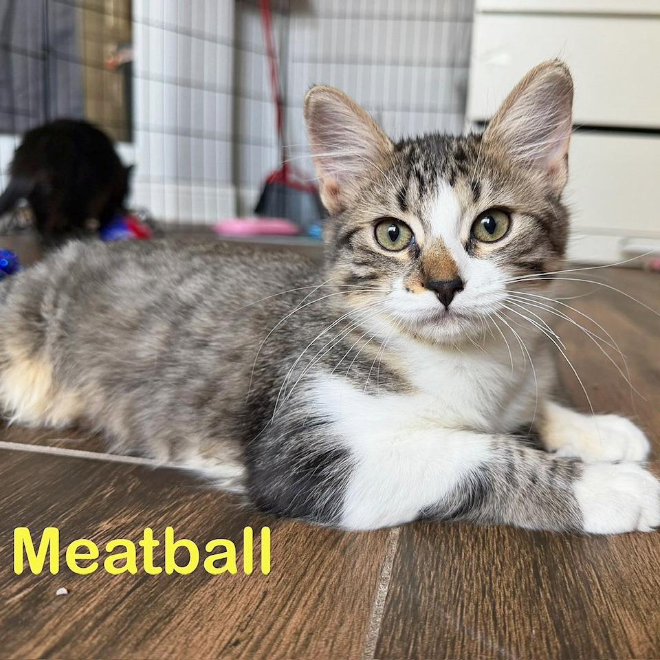 Meatball