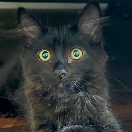 Tapatio