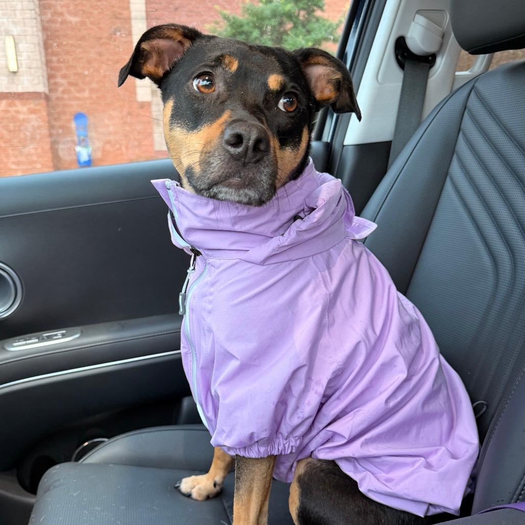 Zola  - In Foster (Adoption Fee SPONSORED!)
