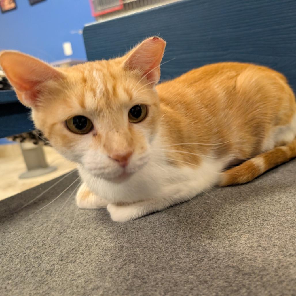 Mango