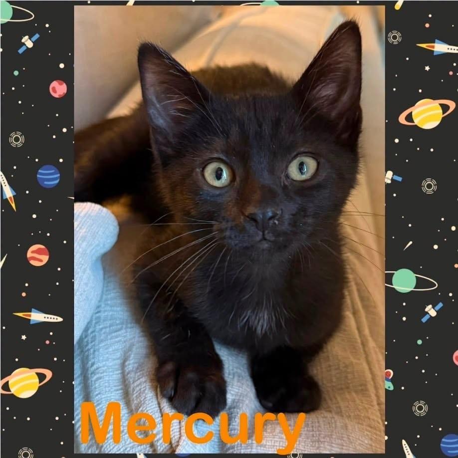 Mercury 