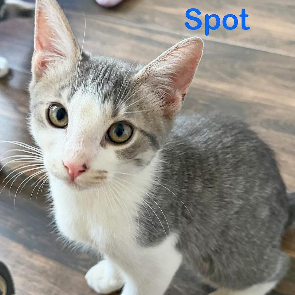 Spot