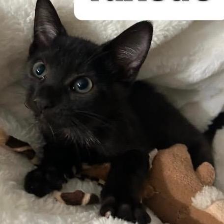 Tuxedo