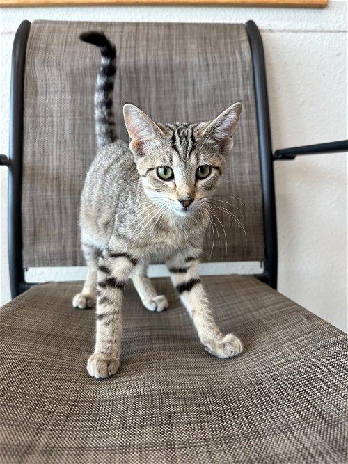 Adoptable Cats & Kittens in Dubuque, IA