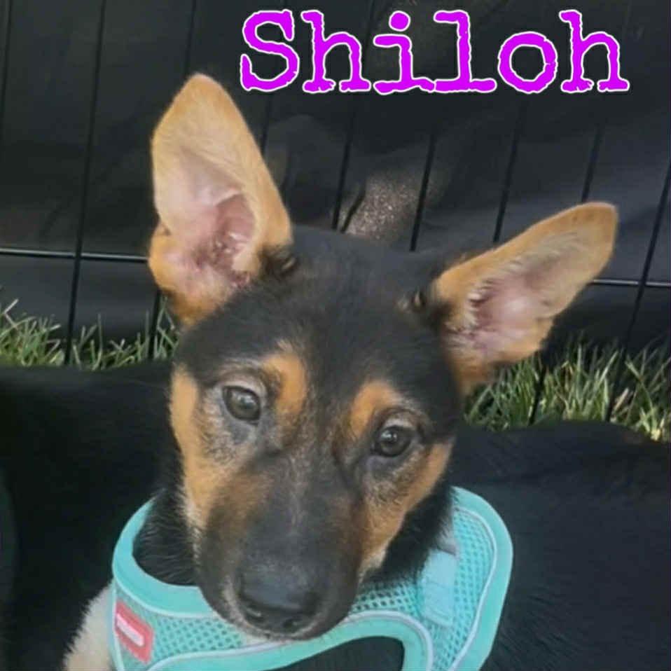 Shiloh