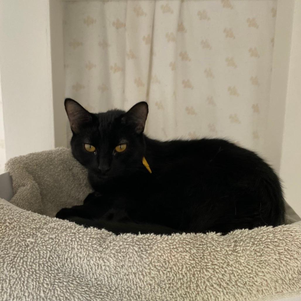 Tortilla 