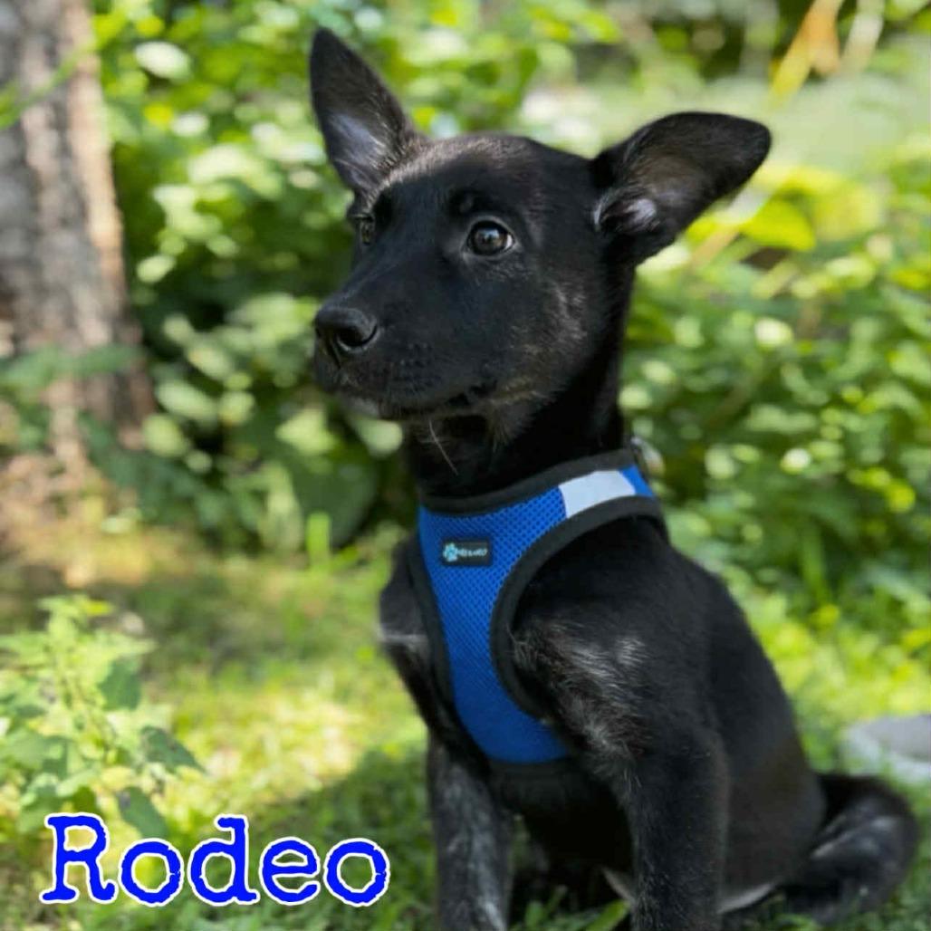 Rodeo