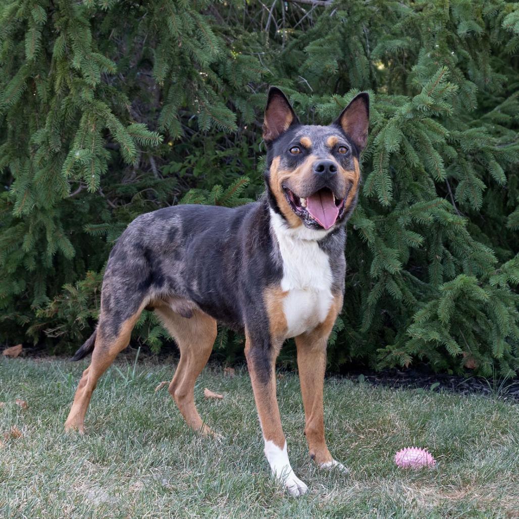Bo