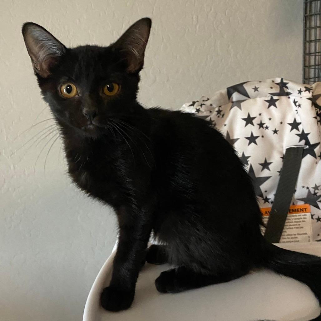 Kitara