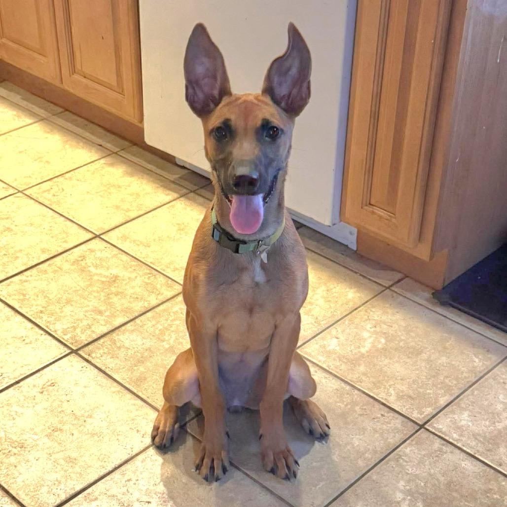 CT Hally avail Aug 17 (Tolland Green Mkt- Tolland, CT)