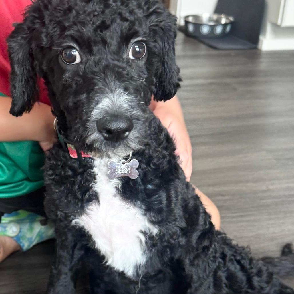 Stella 