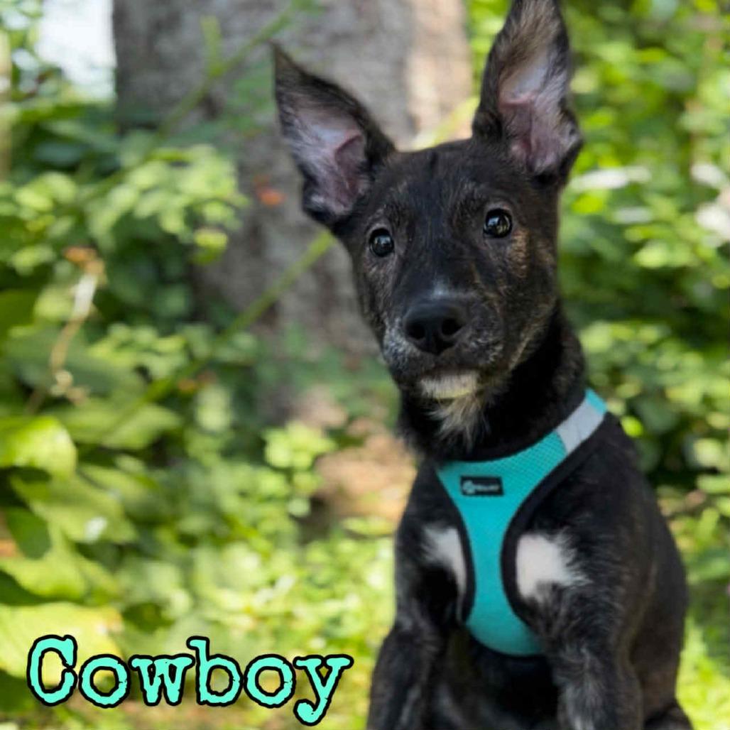 Cowboy