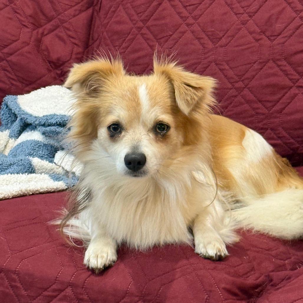 Tom (Benefactor Dog)