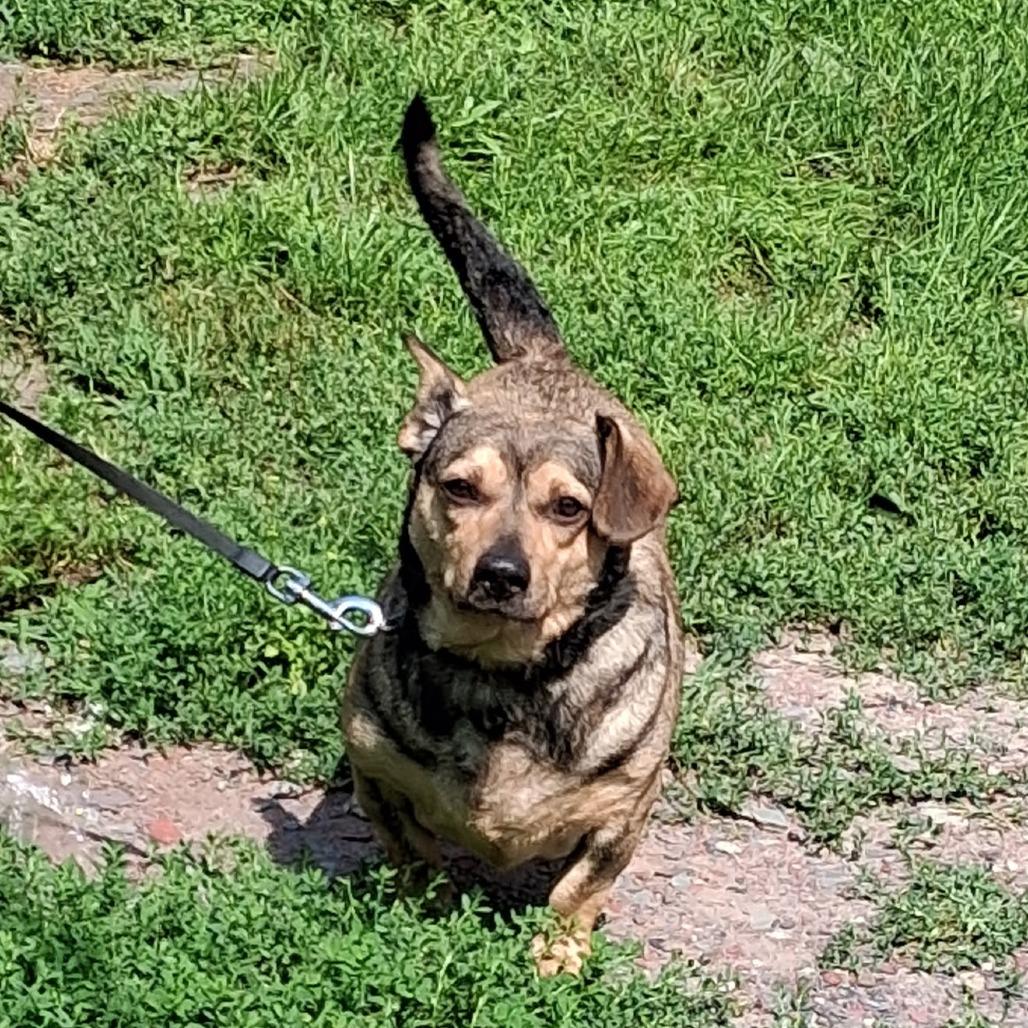 Otis