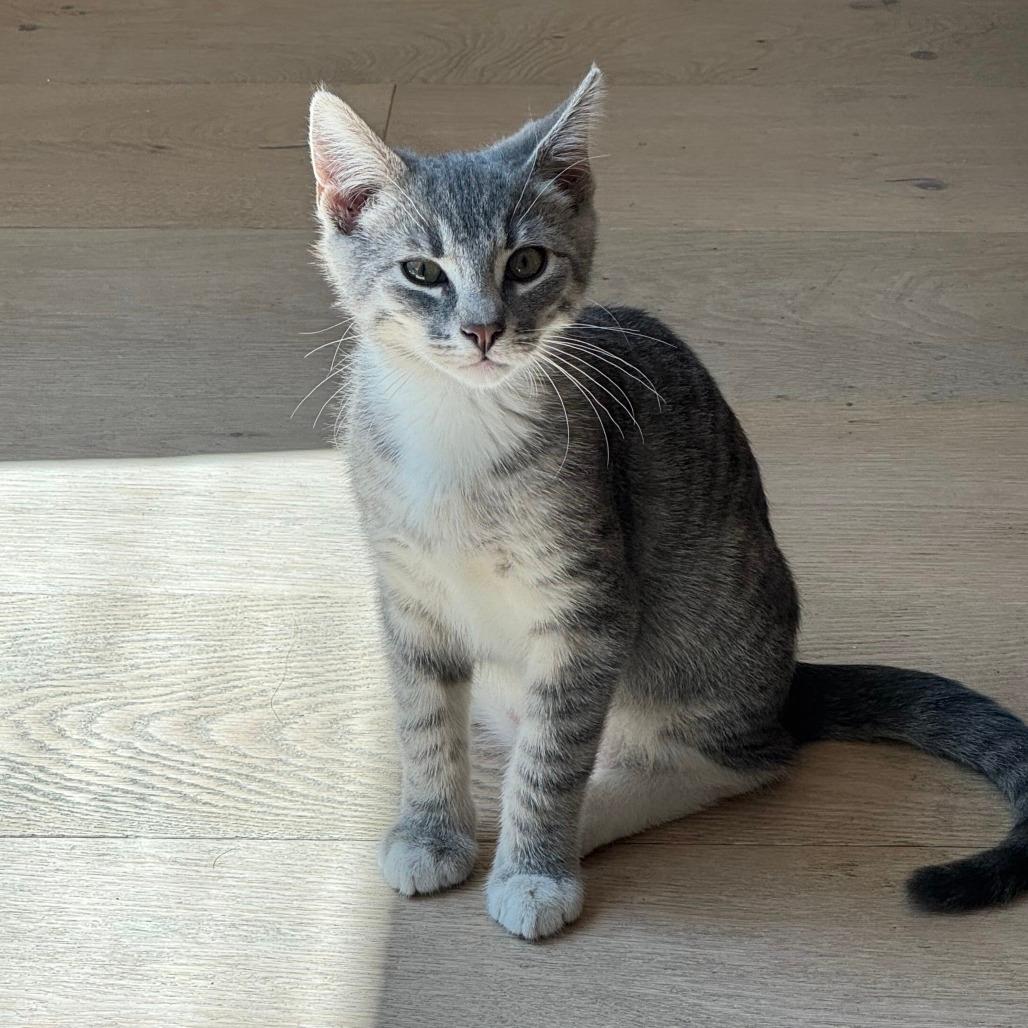 Al