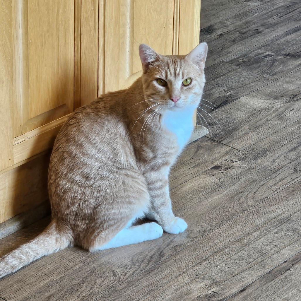 Simba Tuna