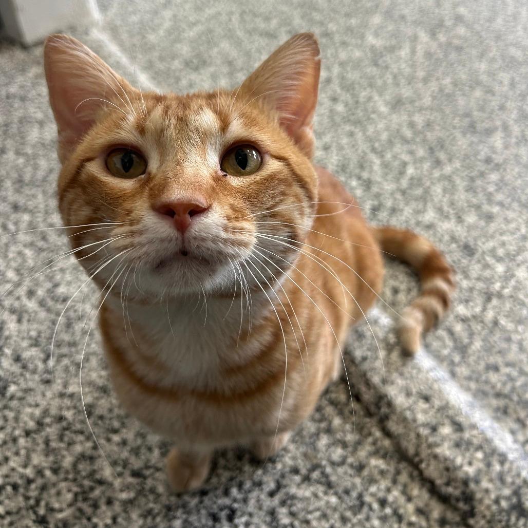Cheddar
