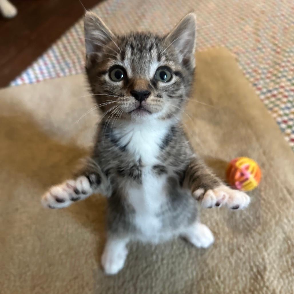 Toeby