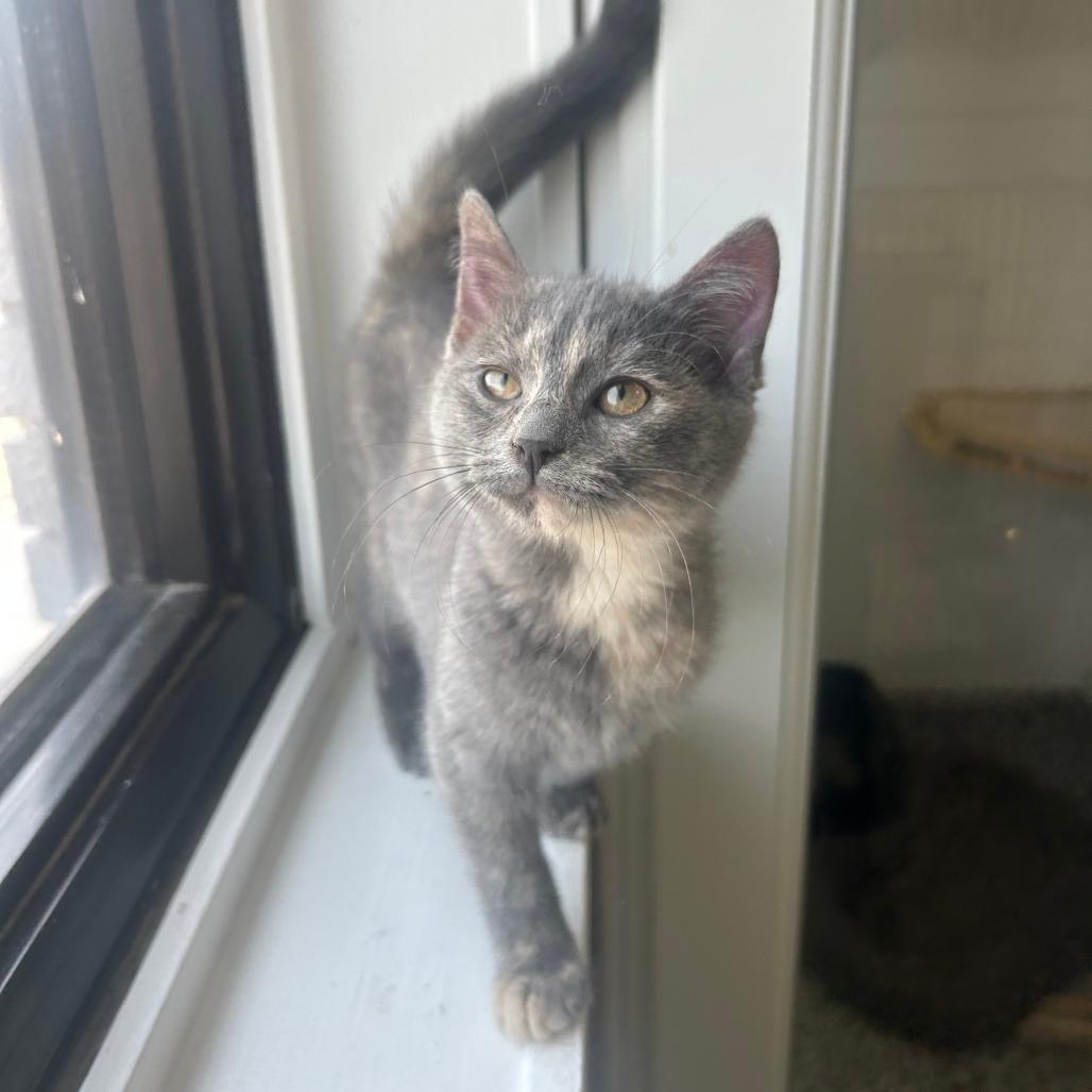 Posie
