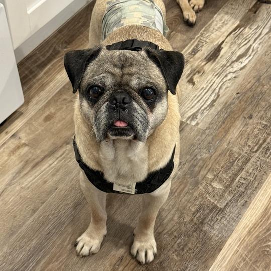 Otis
