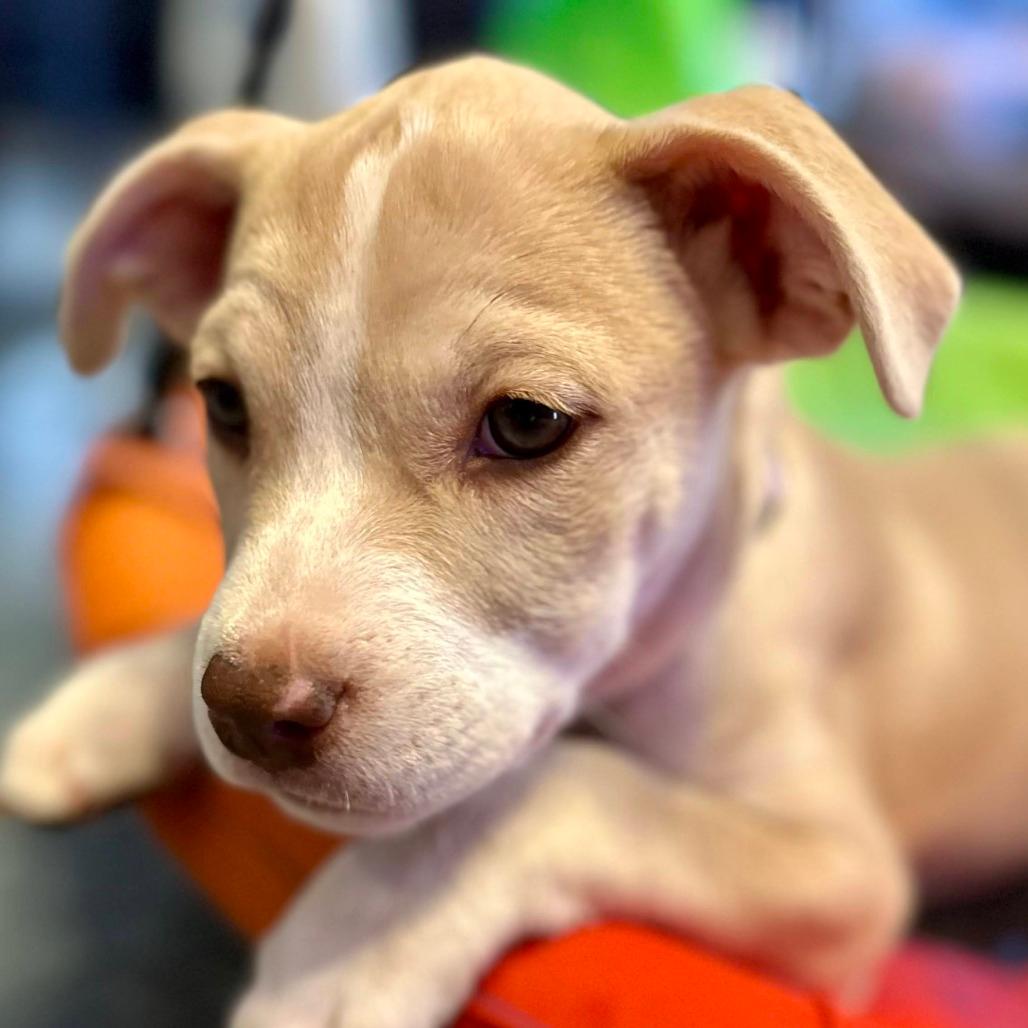 Six Chi/Pittie Puppies for Owner Surrender