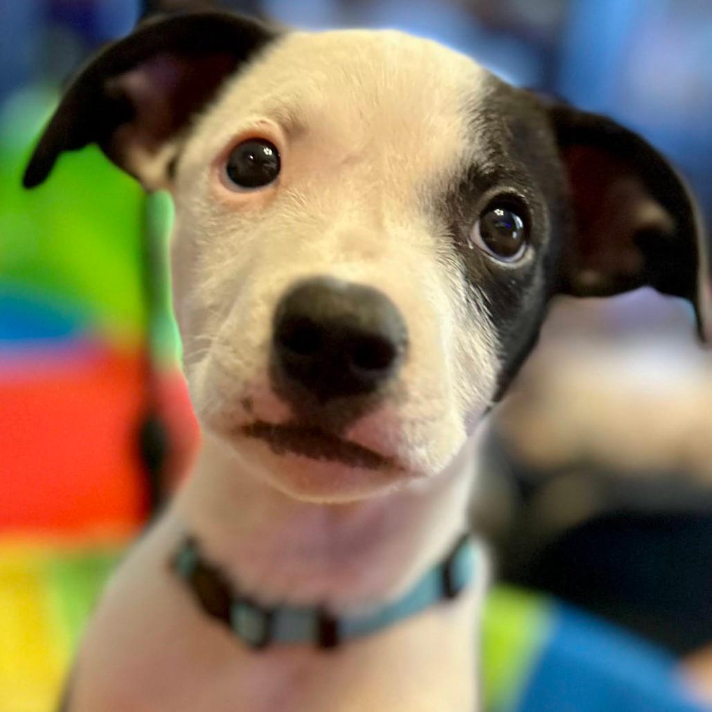 Charlie