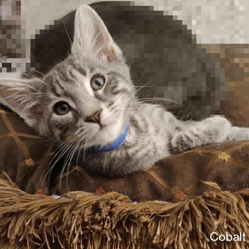 Cobalt
