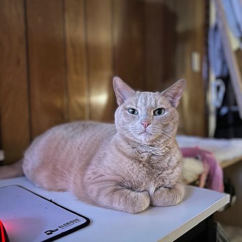 Simba