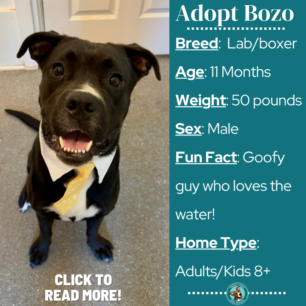 Bozo