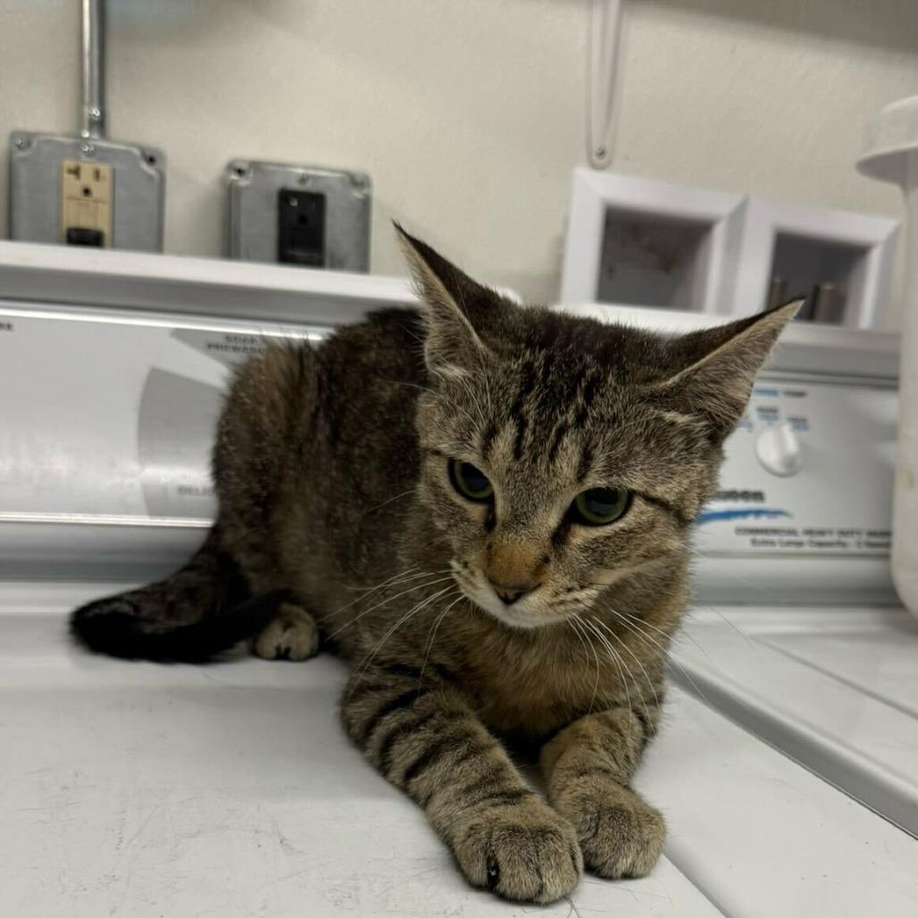 Pasta *Meet me at Plymouth Petsmart*