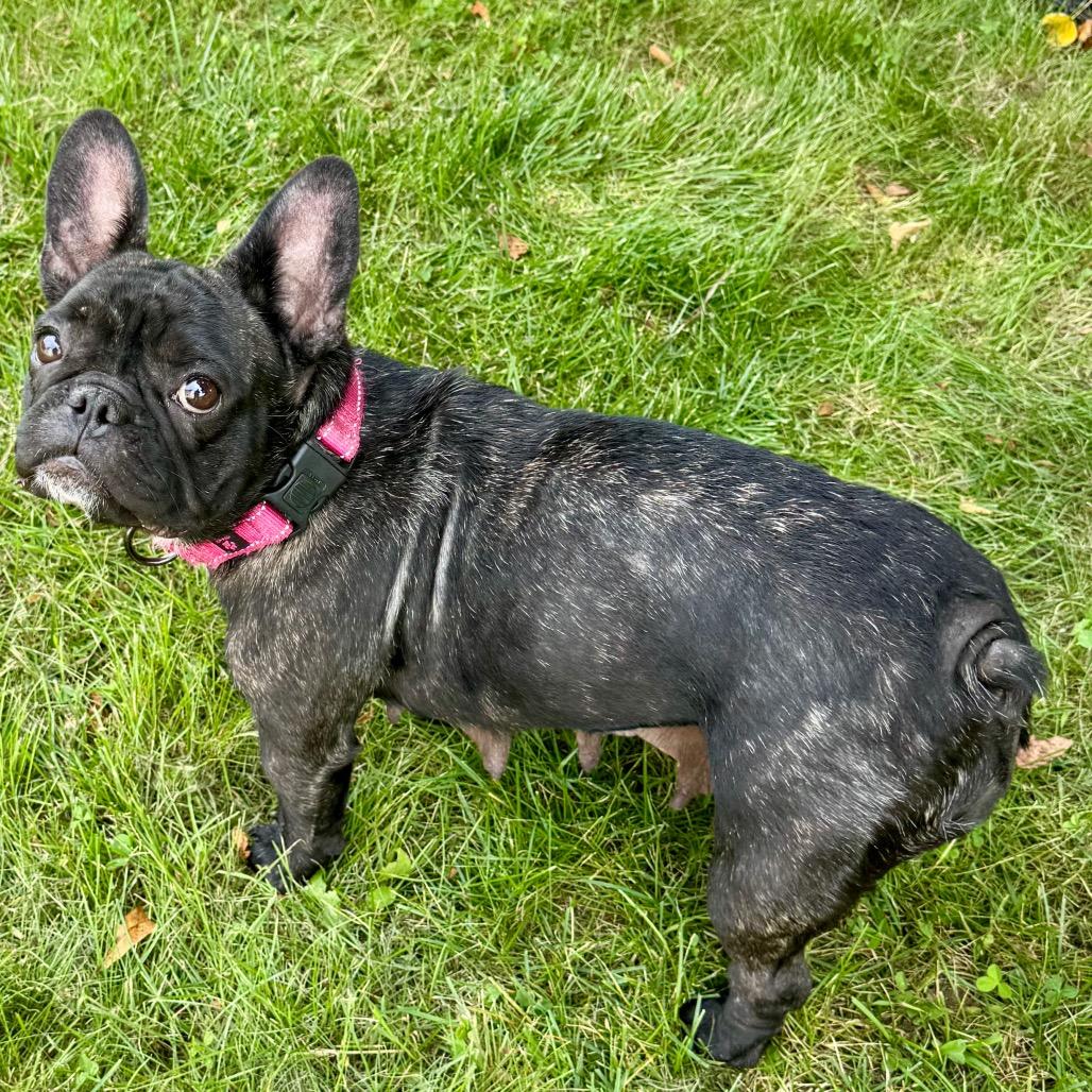 Piper