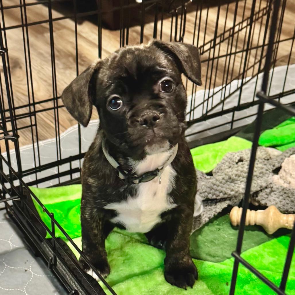 Penelope 