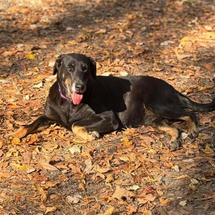 Sheba