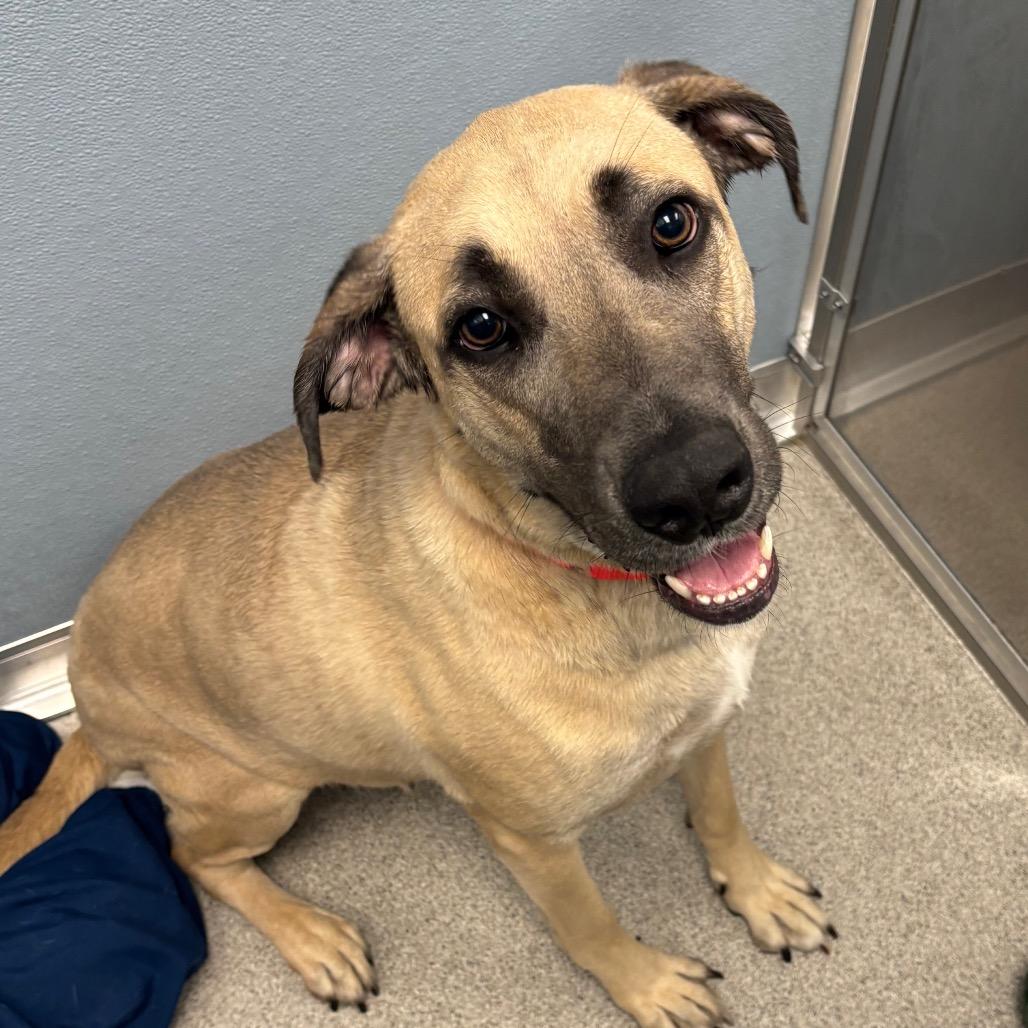 Hattie - In Foster to Adopt