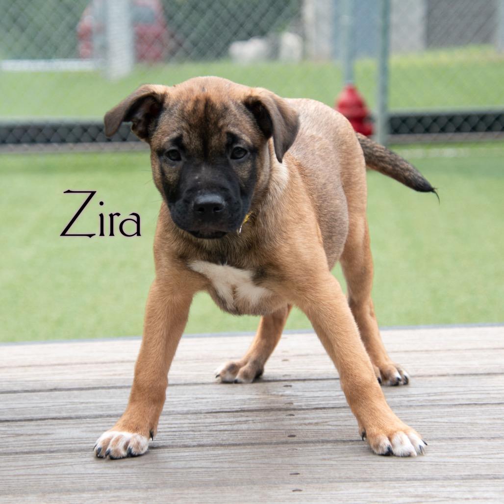 Zira