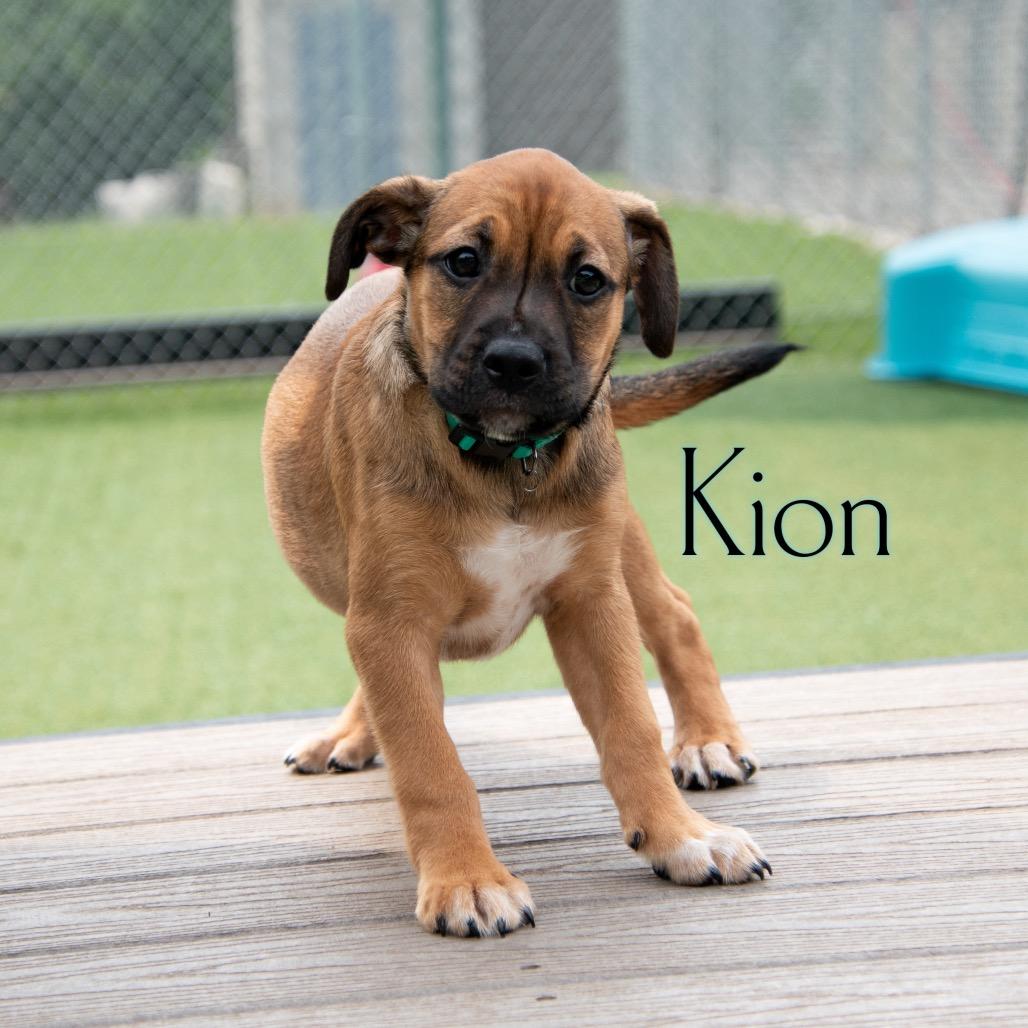 Kion
