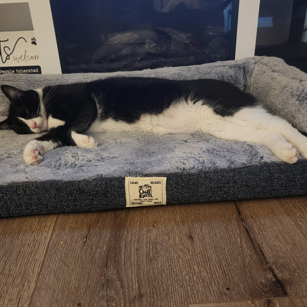 Oreo