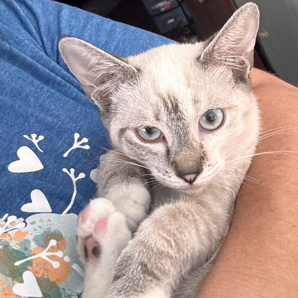 Yoda