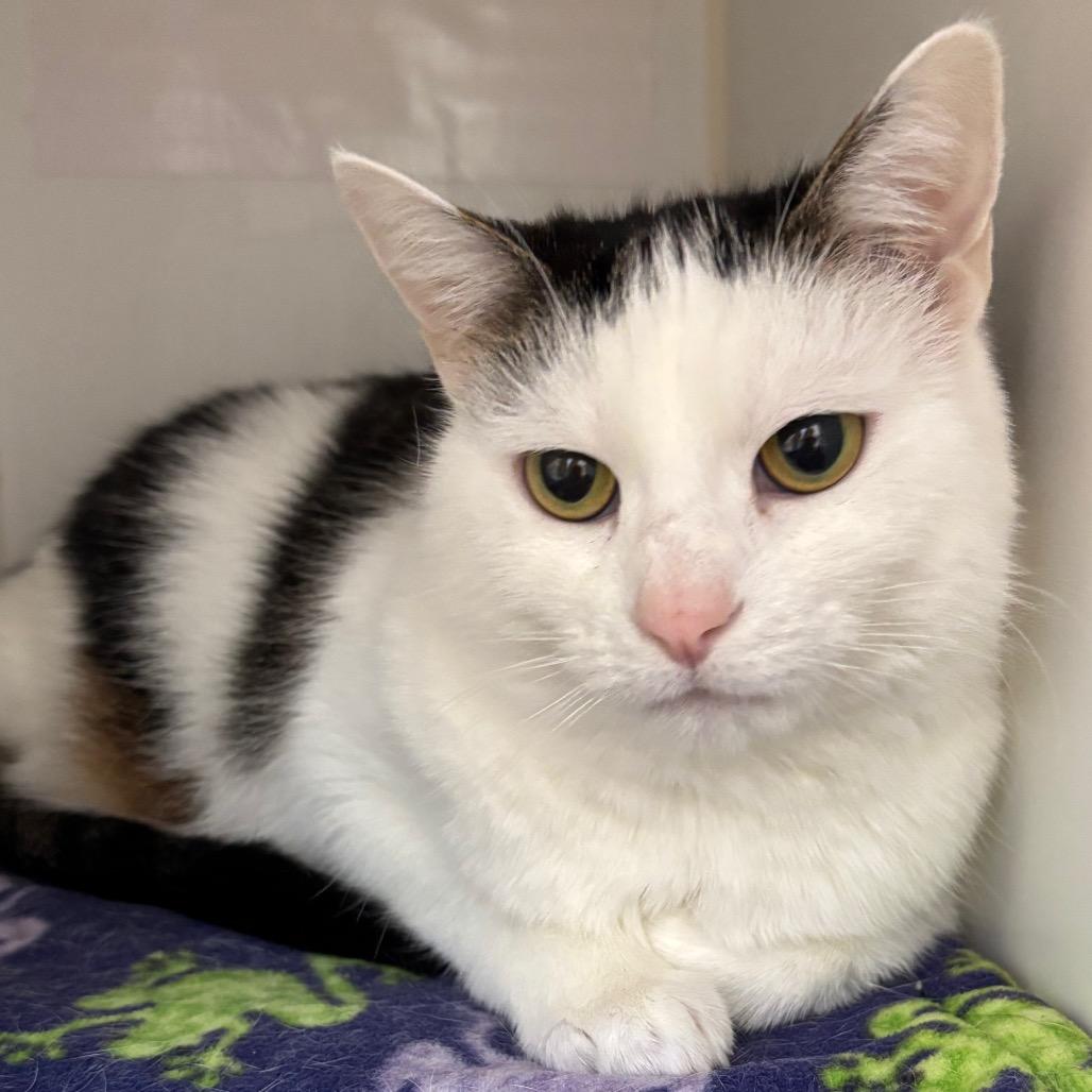 Josie-In Foster To Adopt