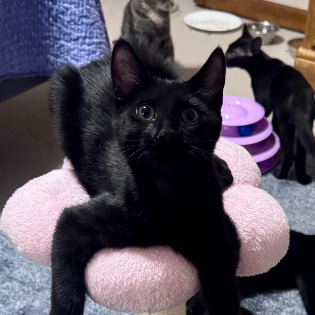 Bosenberry (aka Boise) Bonded with Berry
